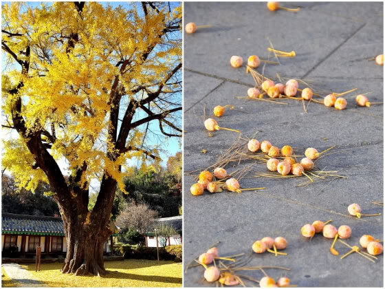 Seoul: Stinko Gingkos