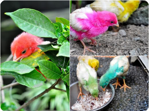 Bali: Adorable Creatures We Saw