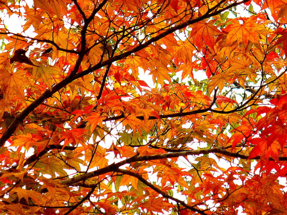 The First Time I Saw Autumn