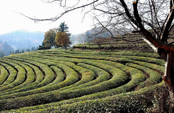 Gwangju: Boseong Tea Plantation